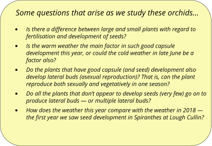 Some questions that arise as we study these orchids…  •	Is there a difference between large and small plants with regard to fertilisation and development of seeds? •	Is the warm weather the main factor in such good capsule development this year, or could the cold weather in late June be a factor also? •	Do the plants that have good capsule (and seed) development also develop lateral buds (asexual reproduction)? That is, can the plant reproduce both sexually and vegetatively in one season?  •	Do all the plants that don’t appear to develop seeds (very few) go on to produce lateral buds — or multiple lateral buds? •	How does the weather this year compare with the weather in 2018 — the first year we saw seed development in Spiranthes at Lough Cullin?