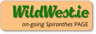 WildWest.ie on-going Spiranthes PAGE