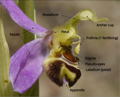 Anther cup Pollinia (1 fertilising) Labellum (petal) Appendix  Rostellum Sepals Stigma Petal Pseudo-eyes